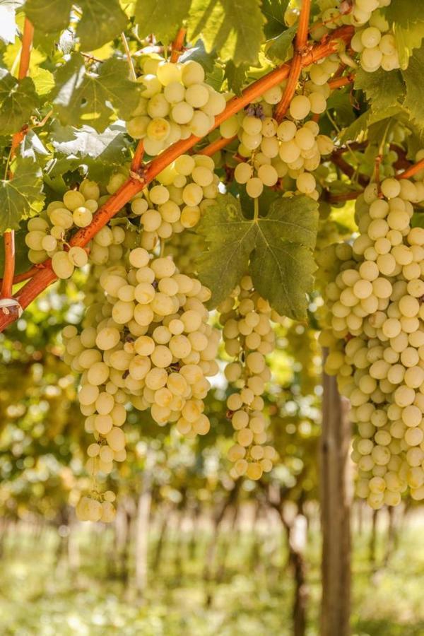Masseria Ella Pulsano Εξωτερικό φωτογραφία